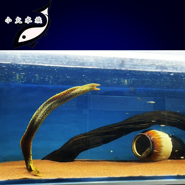 黄金豹纹鳗鱼 黄金虎鳗鱼 淡水观赏鱼活体鱼