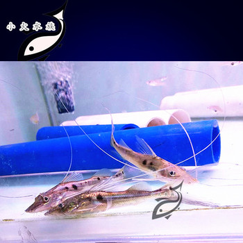 狐狸鸭嘴 鸭嘴鱼 野生鸭嘴鱼 龙缸下层鱼 观赏鱼活体