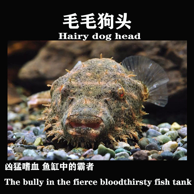 斑马毛毛绿森林狗头鱼苗黄胖子河豚潜水艇凡吉中小型v字麒麟狗头