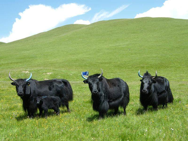 2月新批次青藏祁连山牦牛奶纯牛奶清真食品250ml*12盒第二件半价