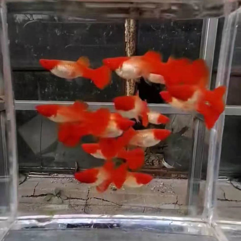 鸿运当头红头孔雀鱼