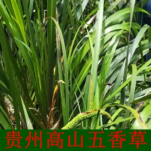 三奈植物叶子图片图片