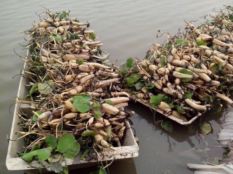 潜水藕种根旱藕种根 高产莲藕种根 池塘观赏荷花种苗