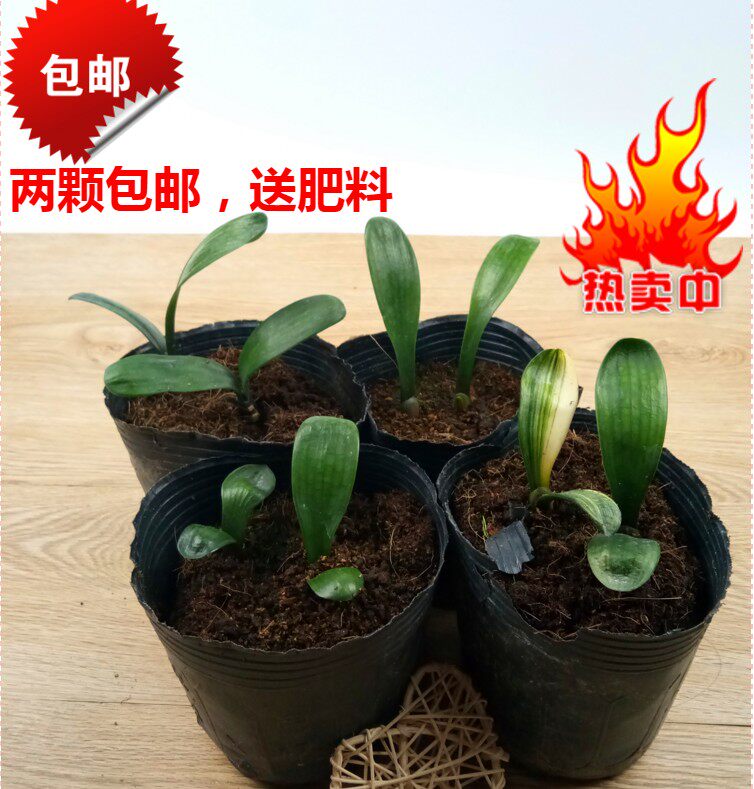 君子兰盆栽 短叶元宝_精品君子兰小苗 高档短叶和尚盆栽 国兰元宝麻脸