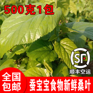 新鲜桑叶蚕宝宝食用嫩桑叶芽500克1包桑树叶子农家采摘送养蚕工具