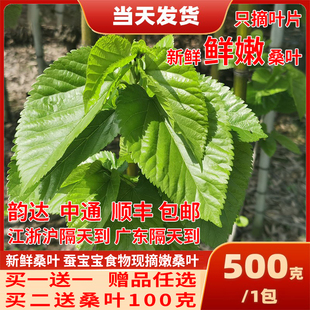 新鲜桑叶饲料学生养蚕宝宝套装蚕卵现摘嫩桑叶桑树叶大叶小蚕鲜嫩