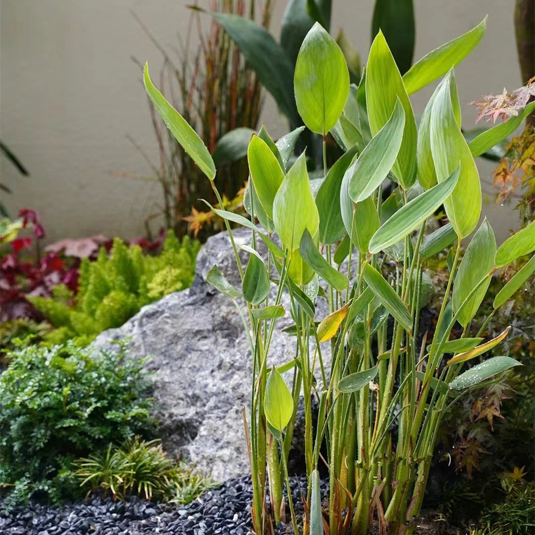 适合水养水景水池生湿地净化水质挺水