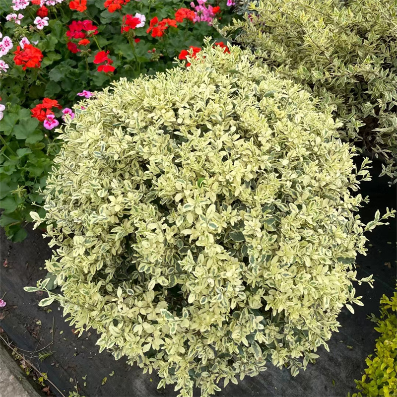 日本金银姬小蜡球耐寒庭院花灌木植物