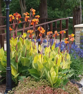 金脉彩叶【花叶美人蕉】植物苗庭院观叶湿地多年生耐热草本花卉