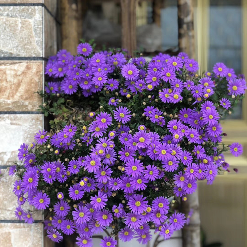 姬小菊庭院阳台多年生草花四季多花耐寒耐热草本植物易活盆栽花苗