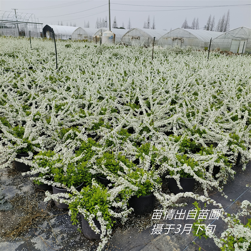 苗圃自种室内外耐寒好养易种花卉花园