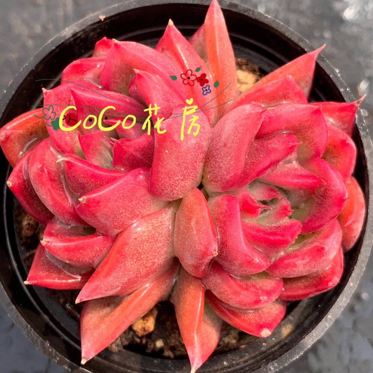 一物一拍弗洛瑞安娜多肉 精品多肉 稀有品种 实图拍摄 coco花房