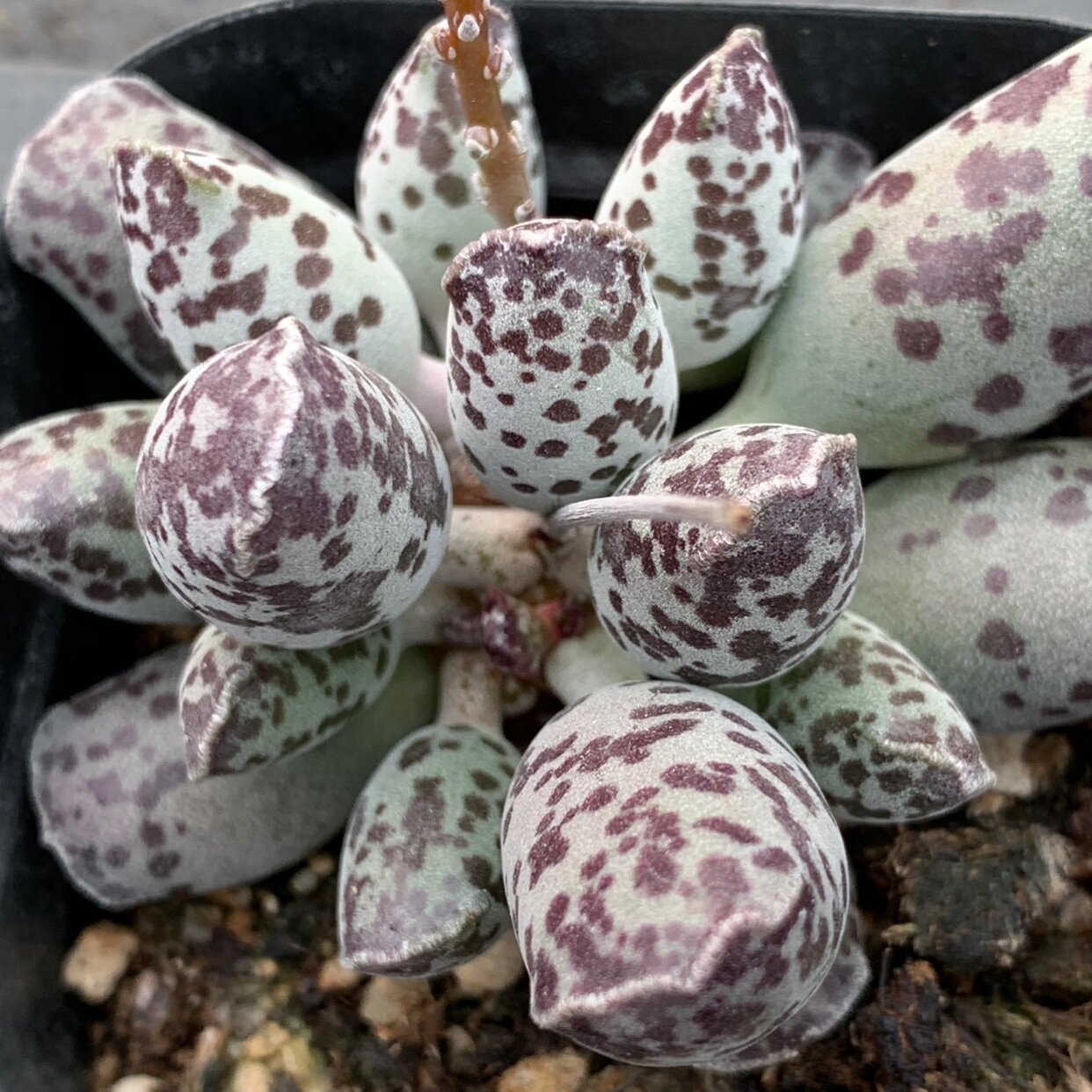 多肉一物一拍海豹水泡实图拍摄coco花房可爱多多肉植物