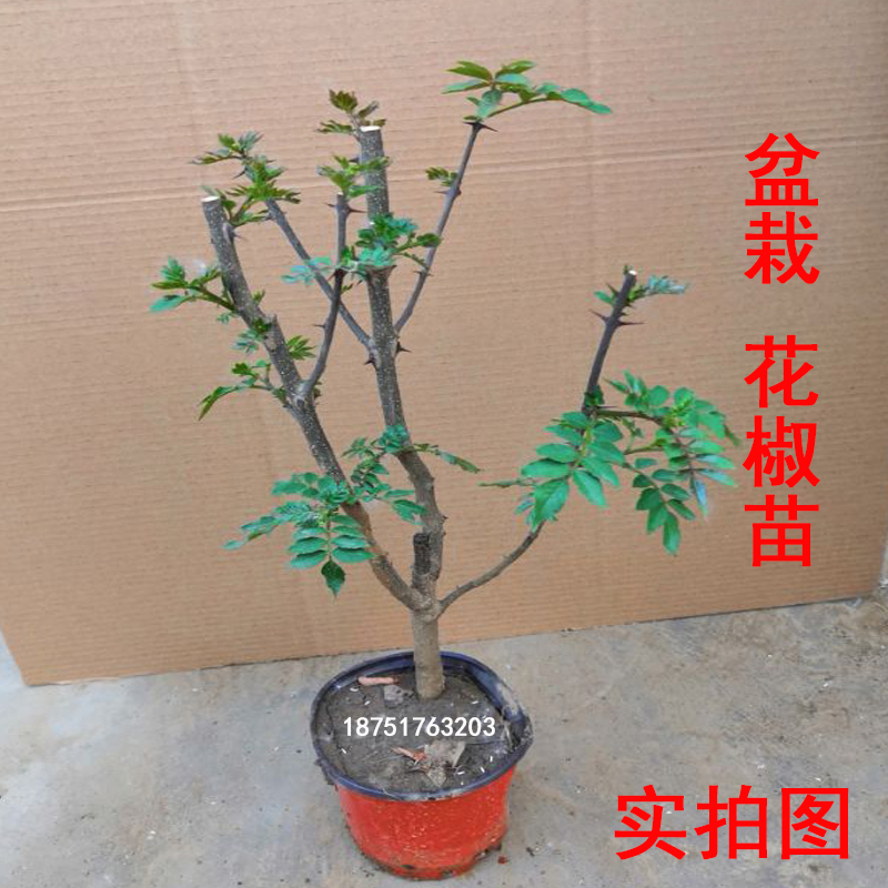 阳台盆栽花椒韩城大红袍花椒树苗
