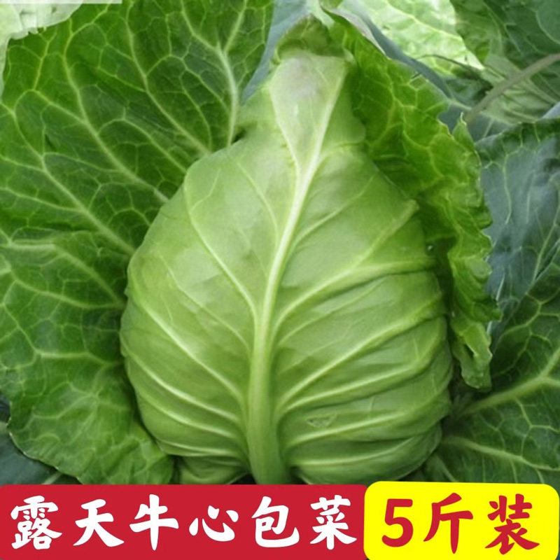 湖北农家自种新鲜牛心包菜莲花白手撕卷心菜当季青菜蔬菜甘蓝白菜