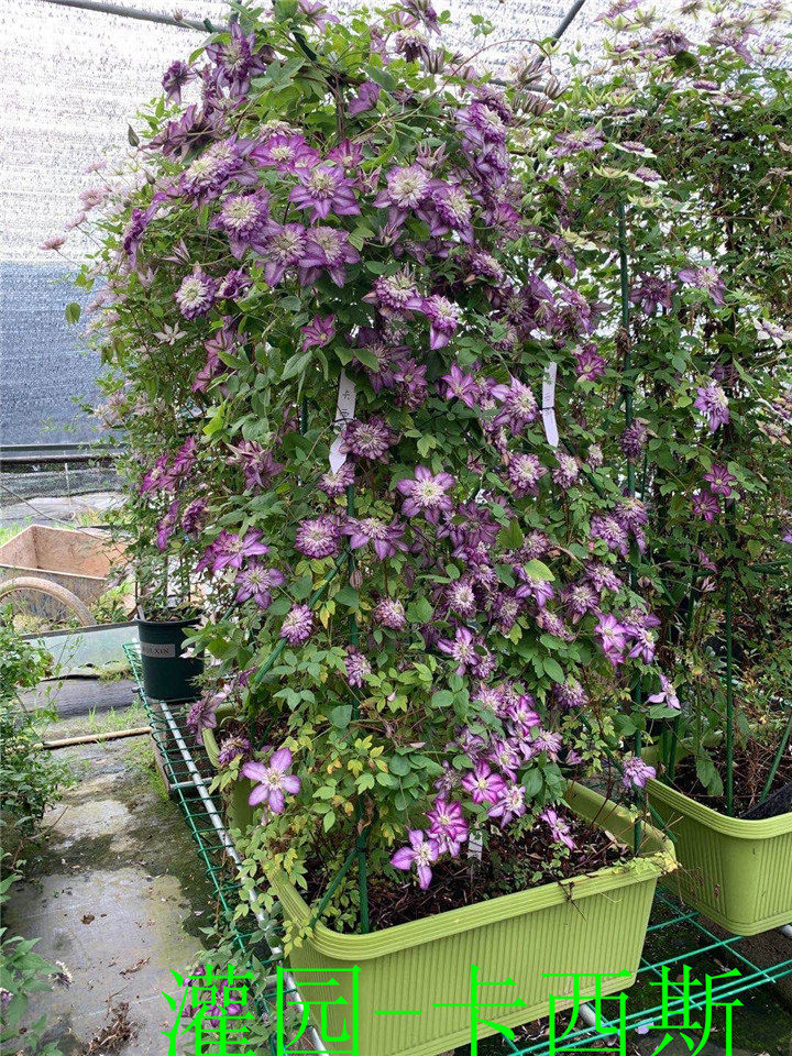 灌园铁线莲 卡西斯 (f系)