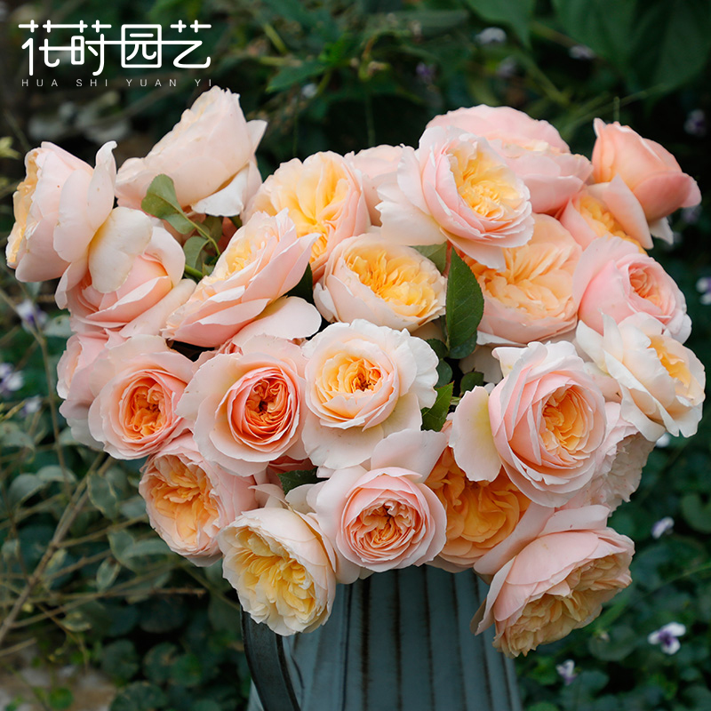 花莳园艺切花月季【朱丽叶】月季花苗玫瑰花盆栽花卉花园植物捧花在类目 鲜花速递/花卉仿真/绿植园艺, 花卉/绿植盆栽(新), 花卉中 - 来自Buy2taobao.com提供专业的淘宝代购服务