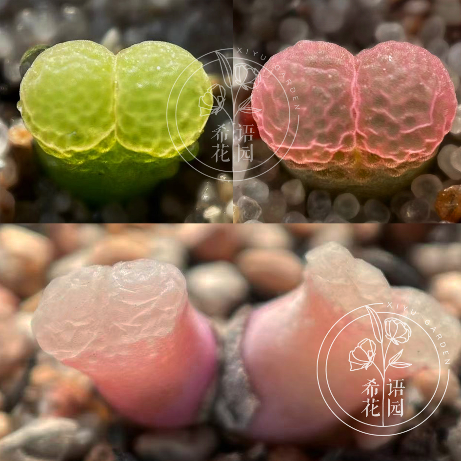 风铃希语花园日本进口多肉彩色玉白肉锥编号多肉植物