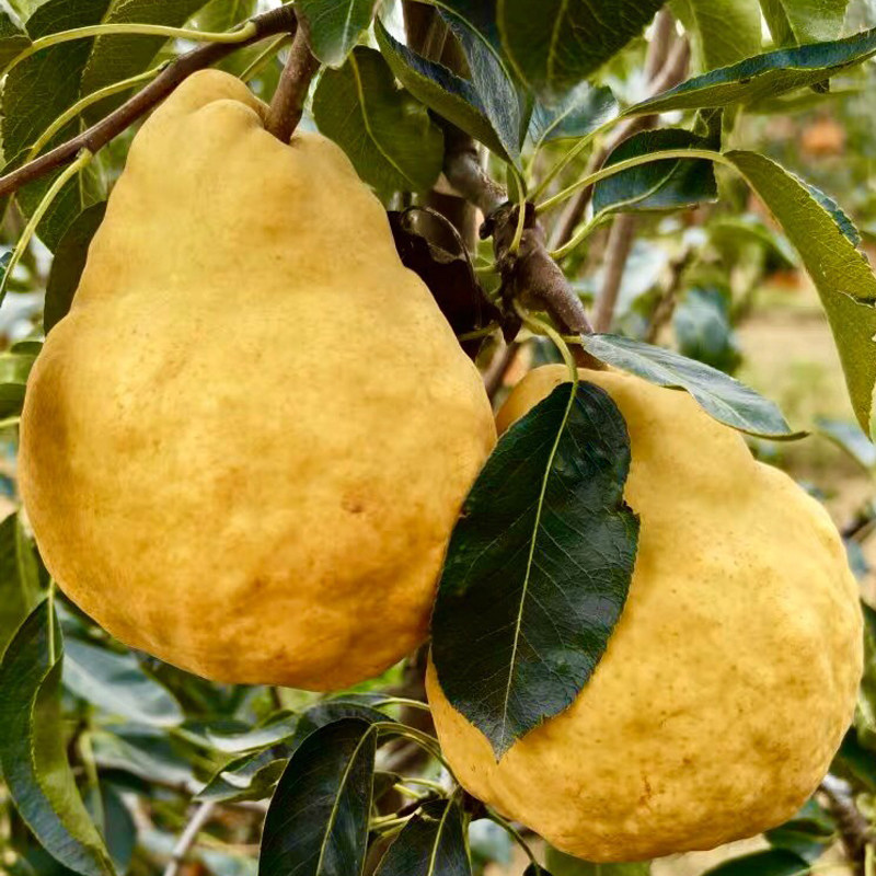 山东特产正宗烟台中华丑梨新鲜当季水果梨子整箱丑八怪梨胜太婆梨