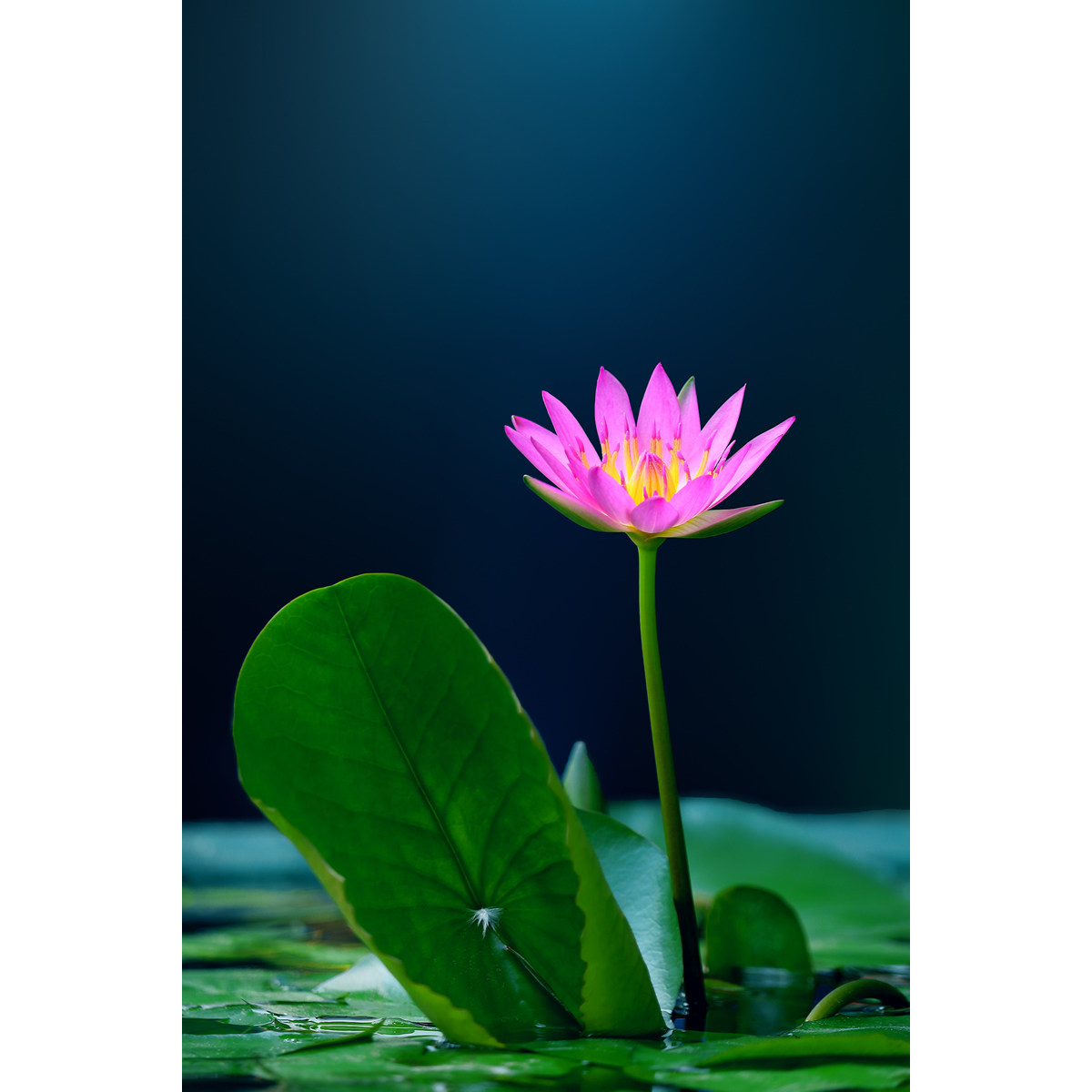 原创花卉摄影作品-玫红睡莲/四季睡莲(1张) 高清作业设计素材图片