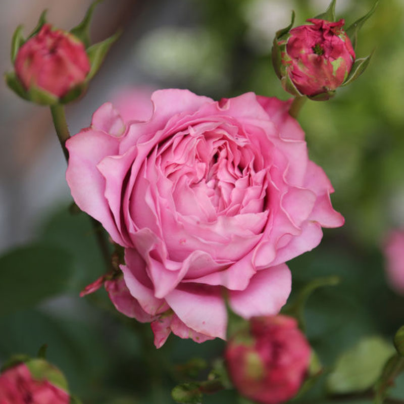 水灵花园四吻灌木切花月季直立庭院阳台地栽盆栽花卉