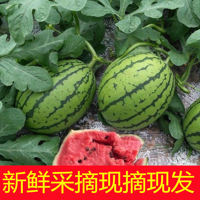 早春红玉西瓜小糖丸2K新鲜采摘多省包邮8424瓜香瓜薄皮无籽西瓜