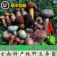 新鲜野生菌杂菌组合云南见手青红白葱黑牛肝青头现摘现发顺丰包邮