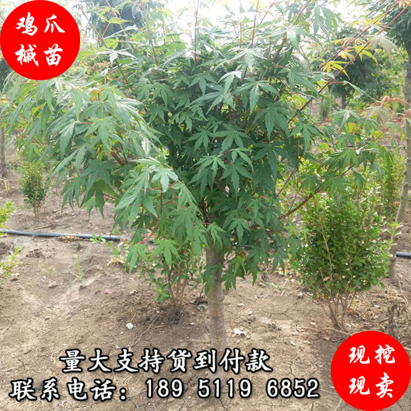 Acer palmatum Small saplings Four seasons Seifu Sapling courtyard Botany Potted plant green Seedlings grafting Maple Dedicated Saplingin the Flower delivery/Flowers simulation/Plants gardening , Garden Plants/Trees/Fruit tree, Trees/Arbor category - from Buy2taobao.com to provide professional Taobao agent buy service