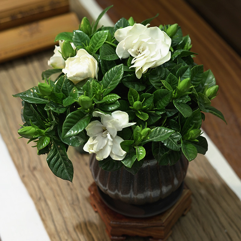 海岛栀子花盆栽室内客厅书房净化空气木本花卉浓香型绿植