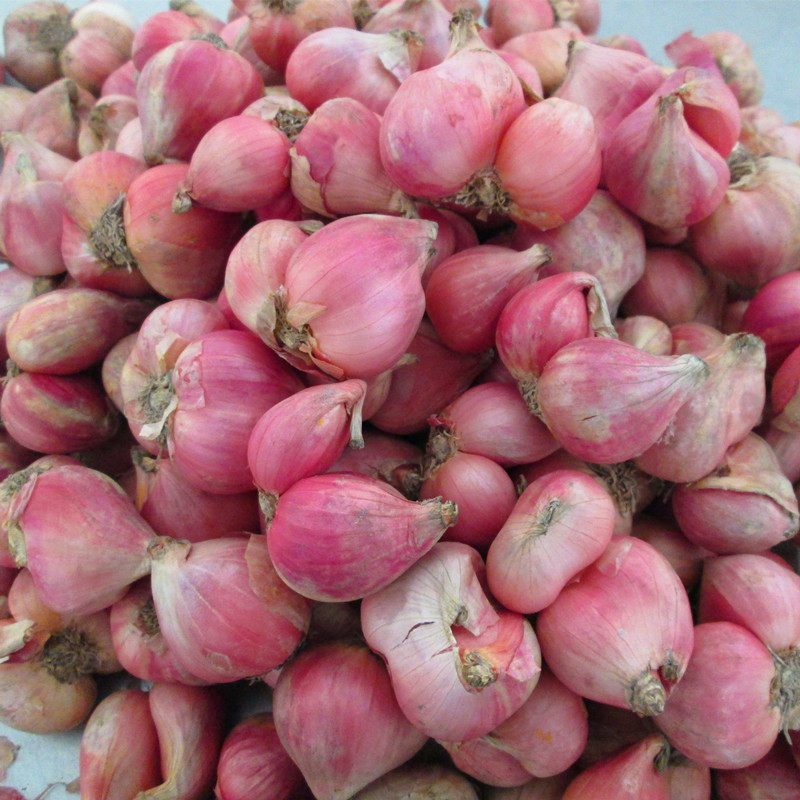 越南红葱头 新鲜晒干红葱头 小香葱头 小圆葱头 紫葱头500g