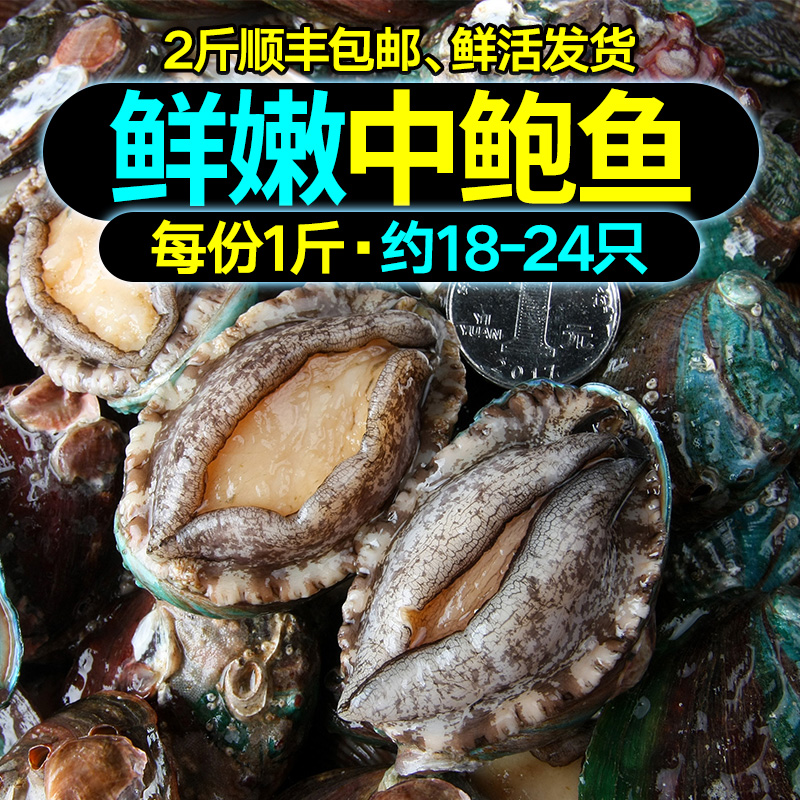 小鲍鱼鲜活包邮秒杀 500g新鲜野生约18-24只贝类海鲜水产鲍鱼鲜活