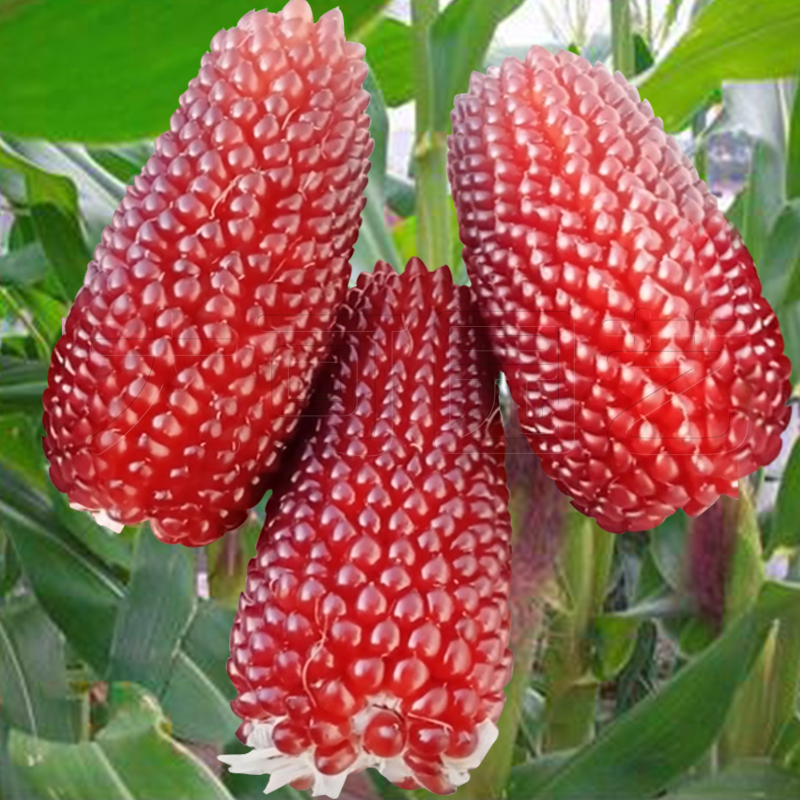 观赏水果草莓玉米种子可食用四季春季阳台甜糯菠萝蔬菜种孑菜种籽