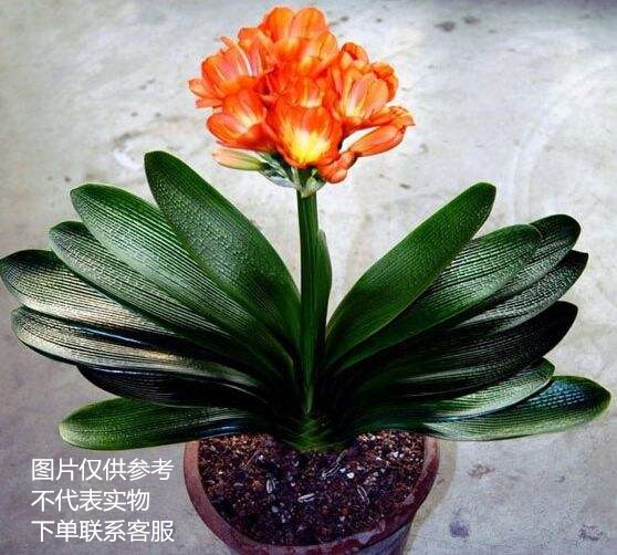 君子兰自选连接大棚放漏抓住机会在类目 鲜花速递/花卉仿真/绿植园艺, 花卉/绿植盆栽(新), 绿植中 - 来自Buy2taobao.com提供专业的淘宝代购服务