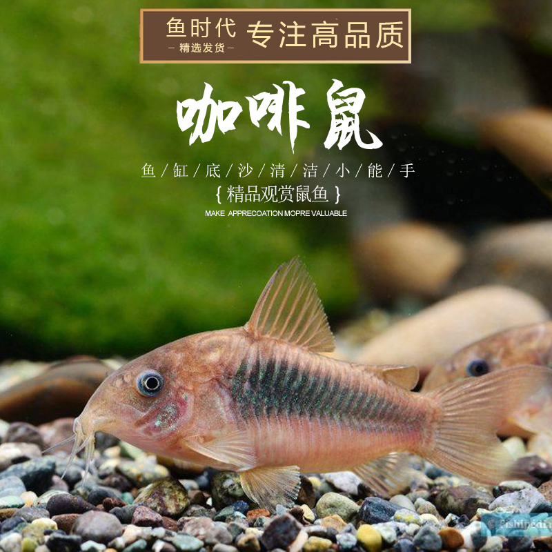 咖啡鼠鱼水草缸底栖鱼清理饲料残渣青铜小老鼠鱼翻底沙热带鱼活体
