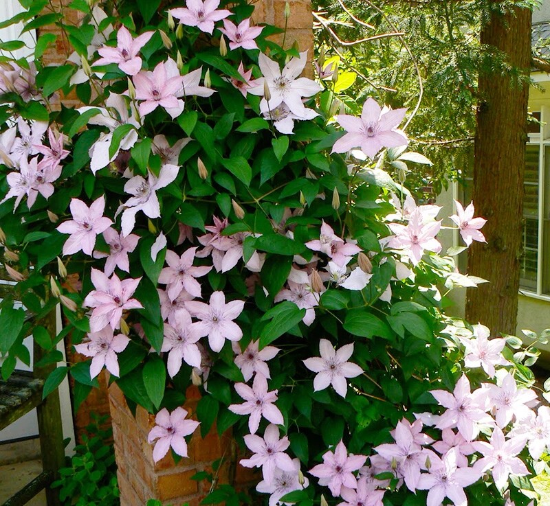 【新手入门】阳台盆栽绿植如梦铁线莲耐热花量大庭院爬藤花卉