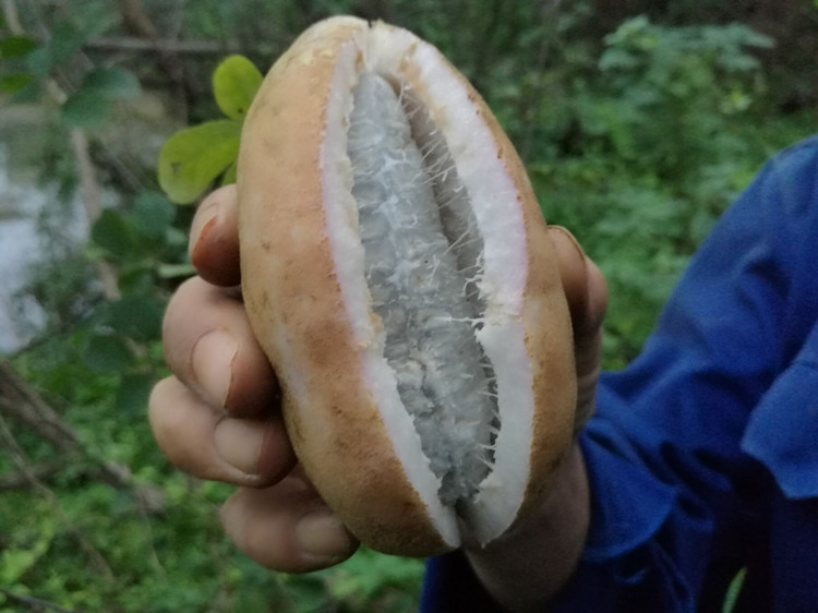 现摘野香蕉新鲜水果野生八月瓜炸3斤装食用