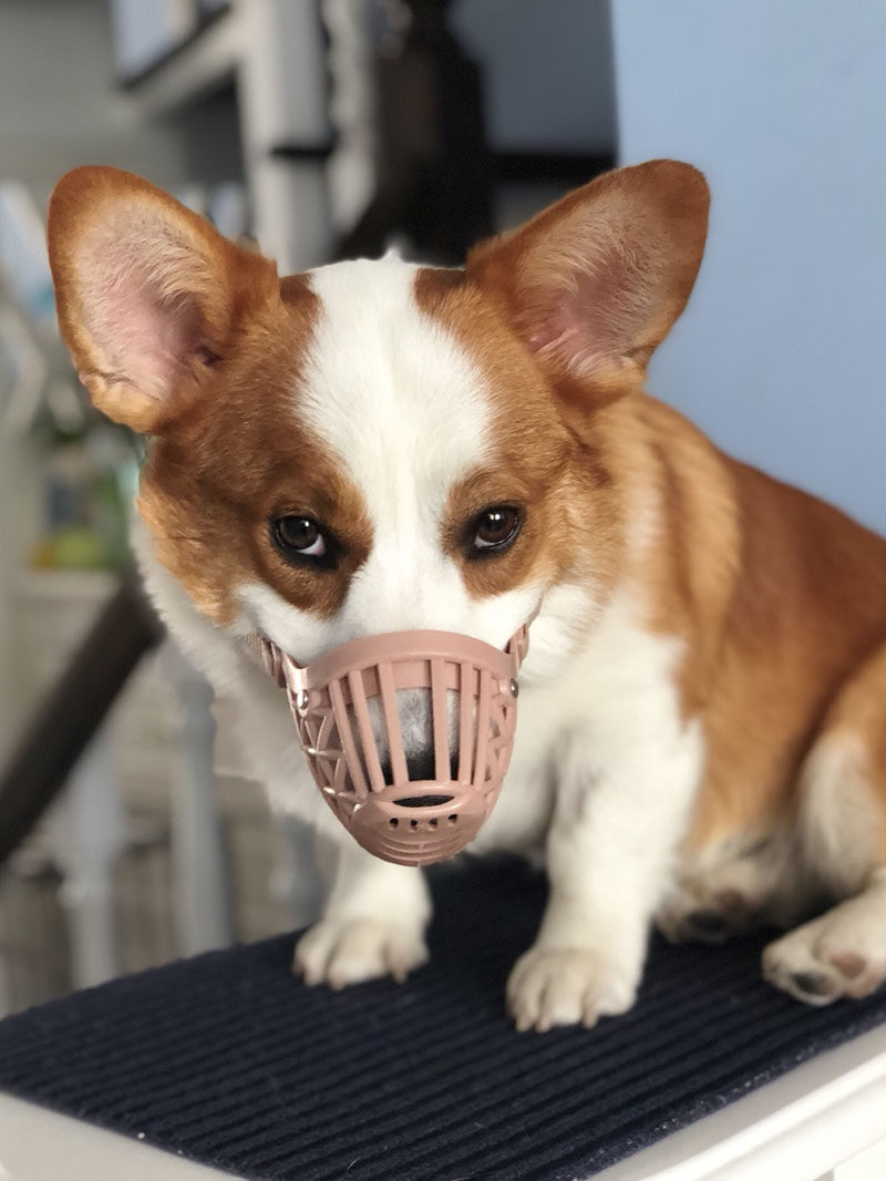 特价狗狗套嘴器