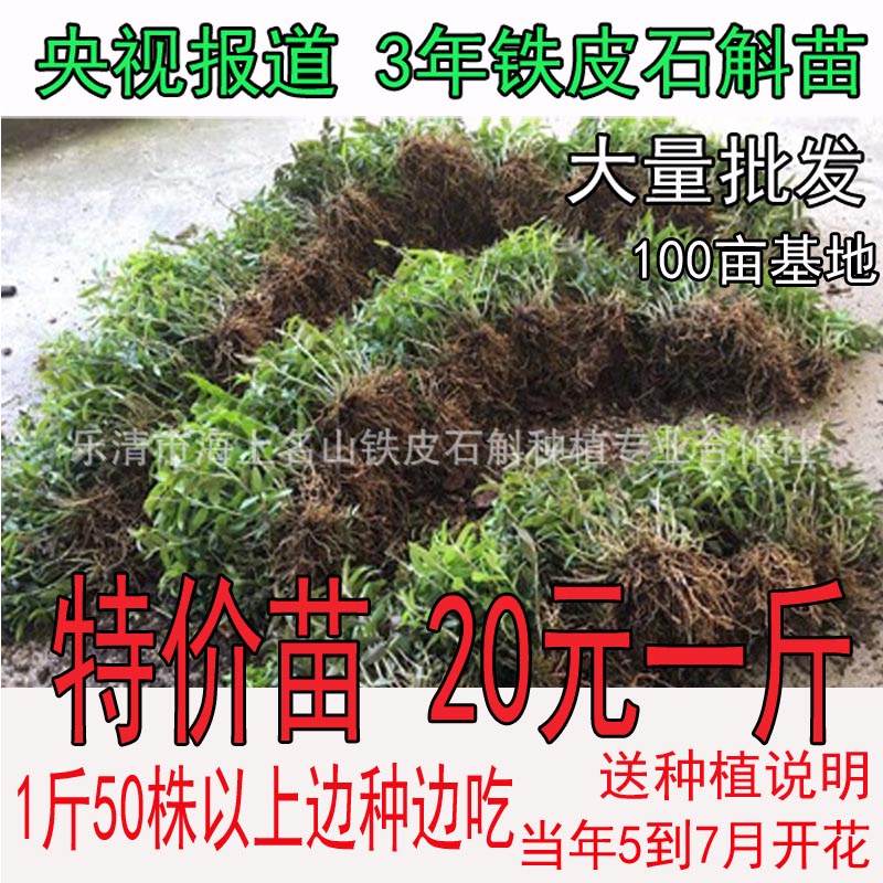 雁荡山铁皮石斛苗3年驯化枫斗苗室内石斛苗矮胖多肉绿色植物盆栽