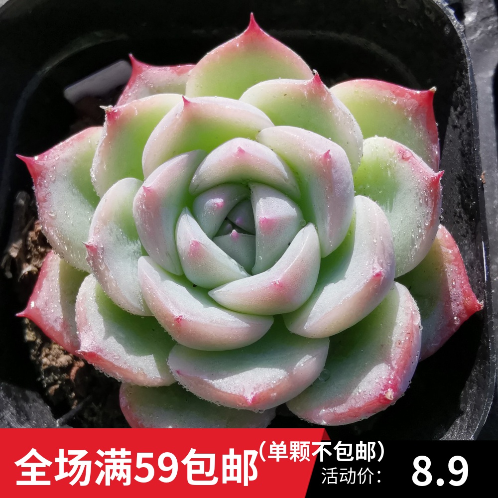 多肉水晶玫瑰一物一拍实图拍摄月影系多植物多肉植物