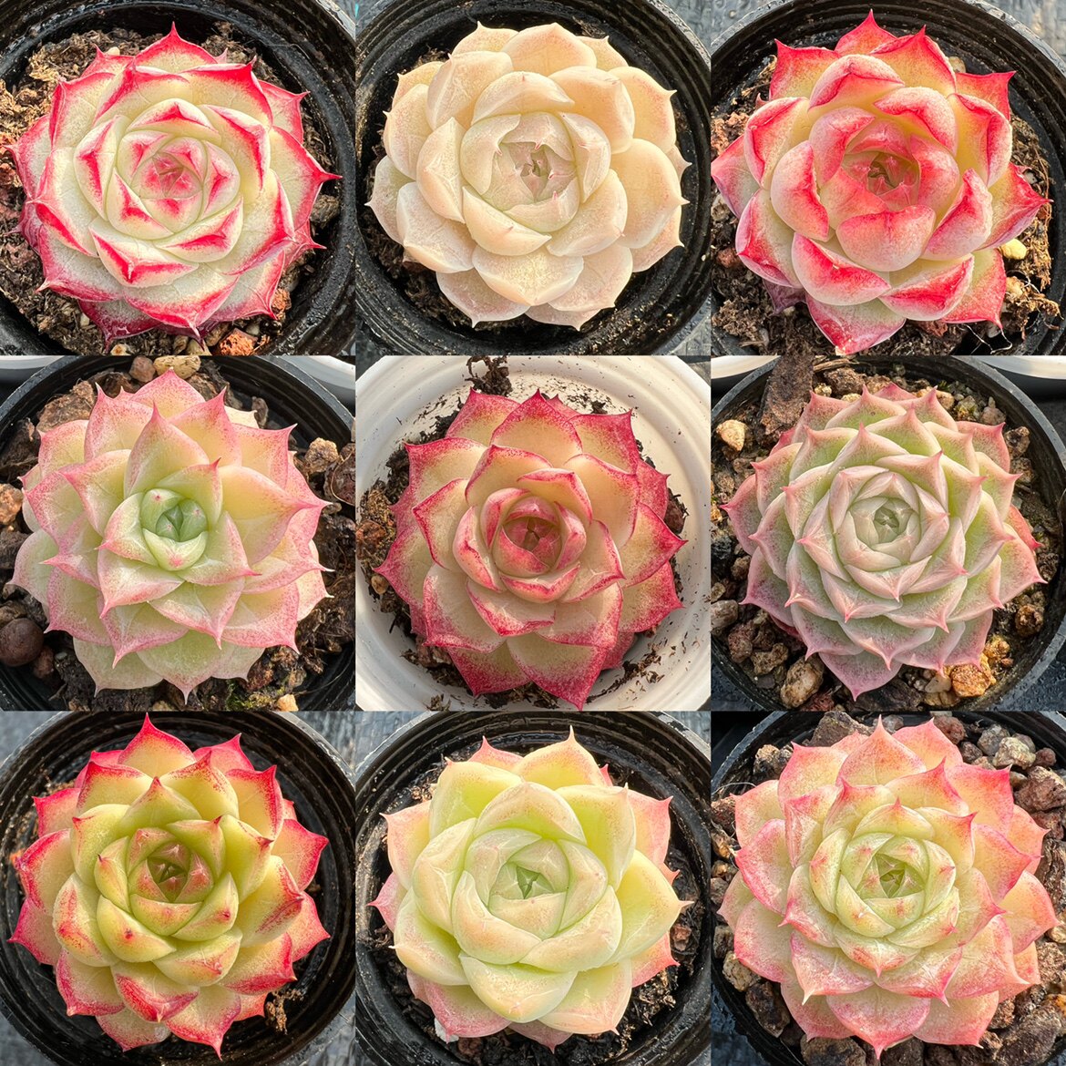 女王玫瑰多肉植物一物一拍 精品女王玫瑰多肉【雪狼多肉】