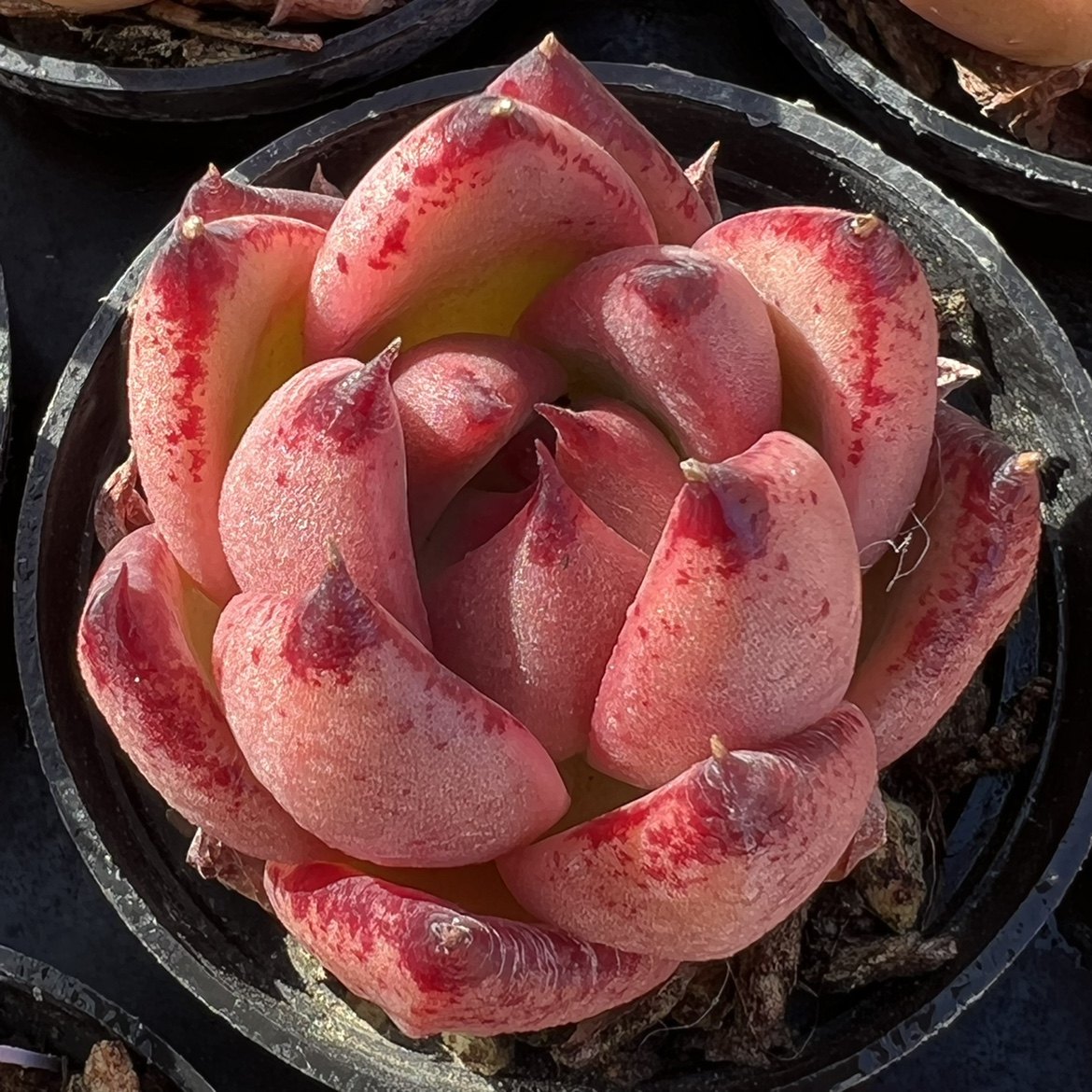 多肉罗卡一物一拍精品东云系多植物雪狼多肉植物