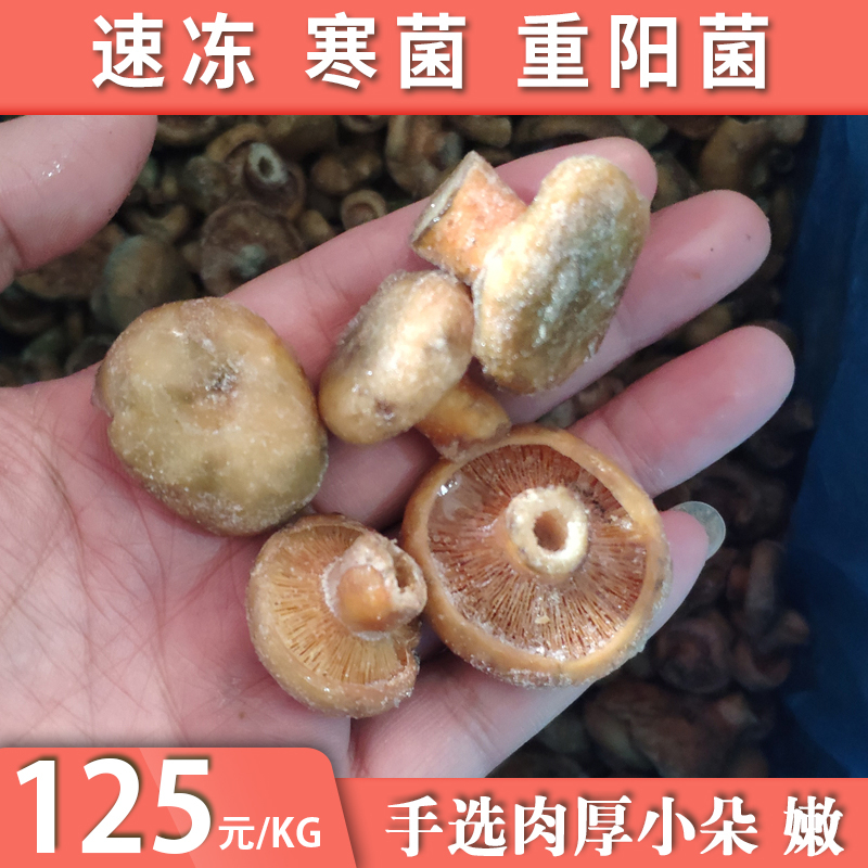 速冻寒菌新鲜枞菌湖南特产野生重阳菌