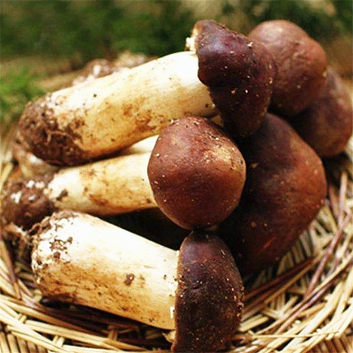 姬松茸新鲜食用菌产地直销云南特产煲汤巴西蘑菇1kg非干货姬松茸