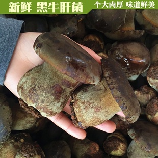 牛肝菌新鲜野生菌菇类云南土特产煲汤美味1000g蘑菇山货黑牛肝菌