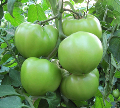 青西红柿 农家自种 绿番茄 新鲜蔬菜现摘500g