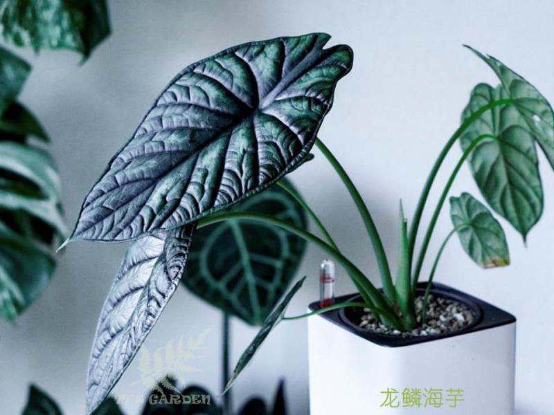 【77花卉】龙鳞海芋 荷兰进口ins网红绿植