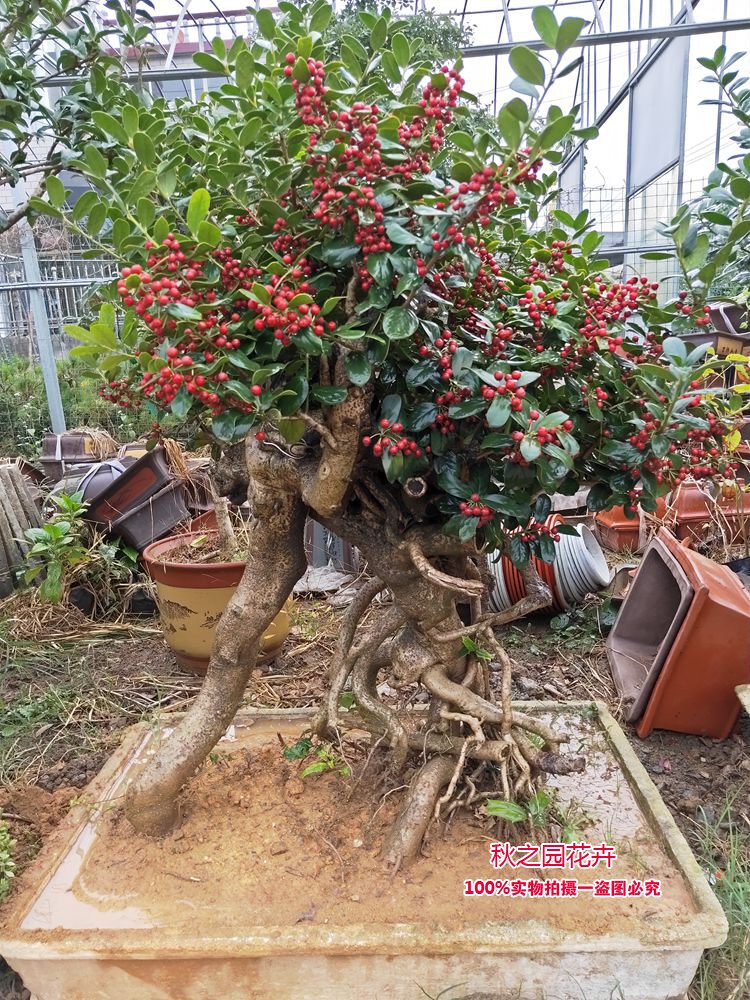无刺枸骨树桩盆景庭院景观树客厅阳台观果花卉盆景四季常青庭院树