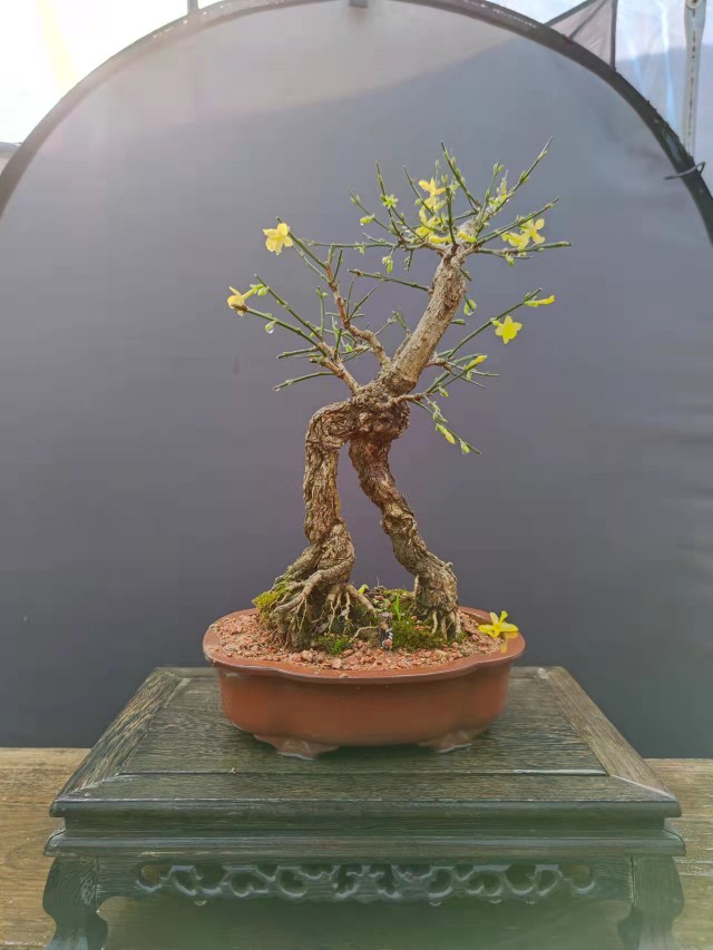 虎蹄迎春老桩提根迎春花盆景大花虎蹄