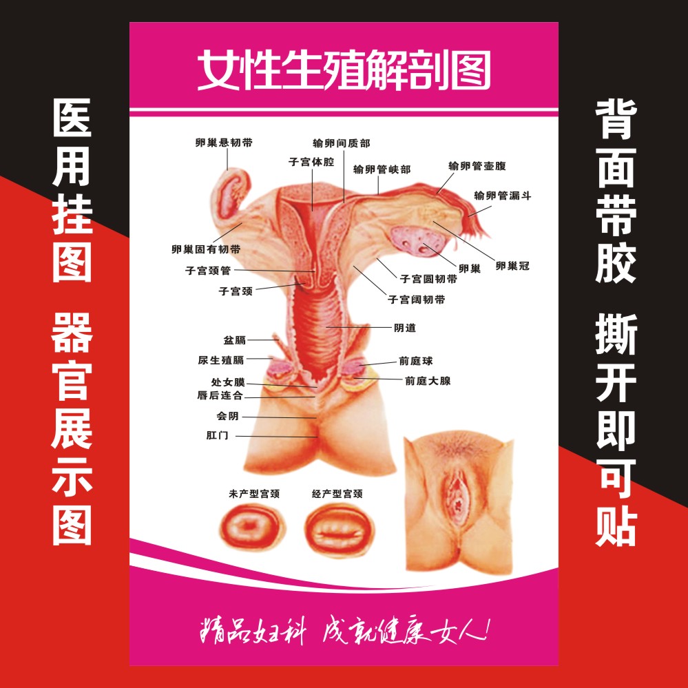 医院挂图妇科女性乳房子宫孕育图泌尿生殖器系统贴墙海报定制自粘