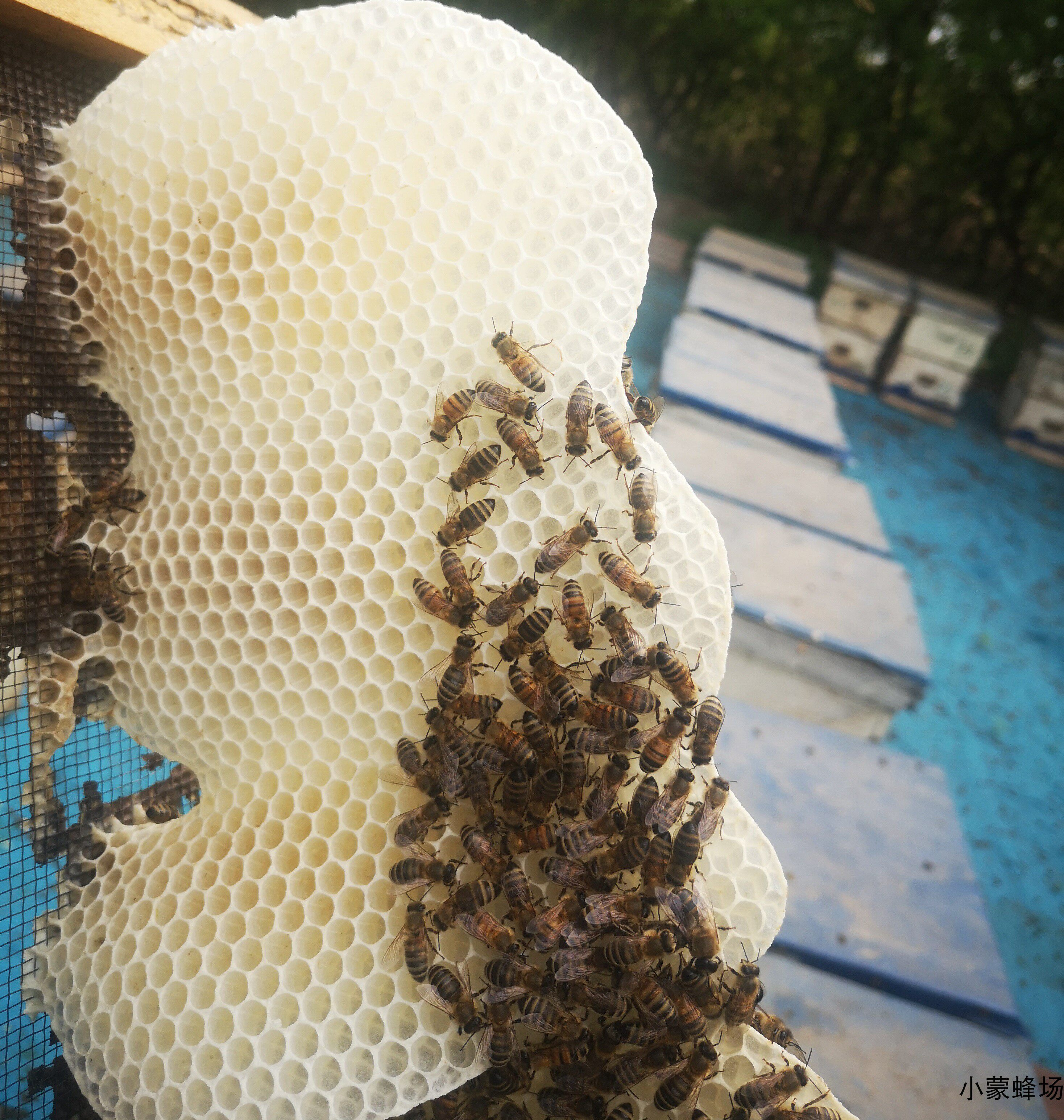 蜂蜡食用蜂巢原蜡自然形状无添加土巢蜂窝蜜蜂造巢蜂脾小赘脾